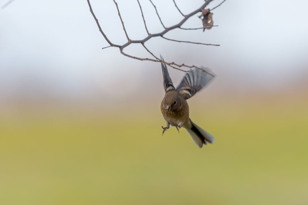 ふれあい松戸川のベニマシコ