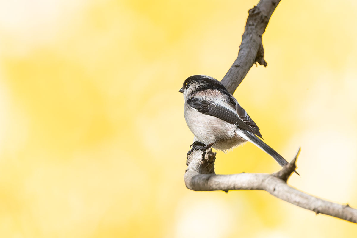 洗足池のエナガ