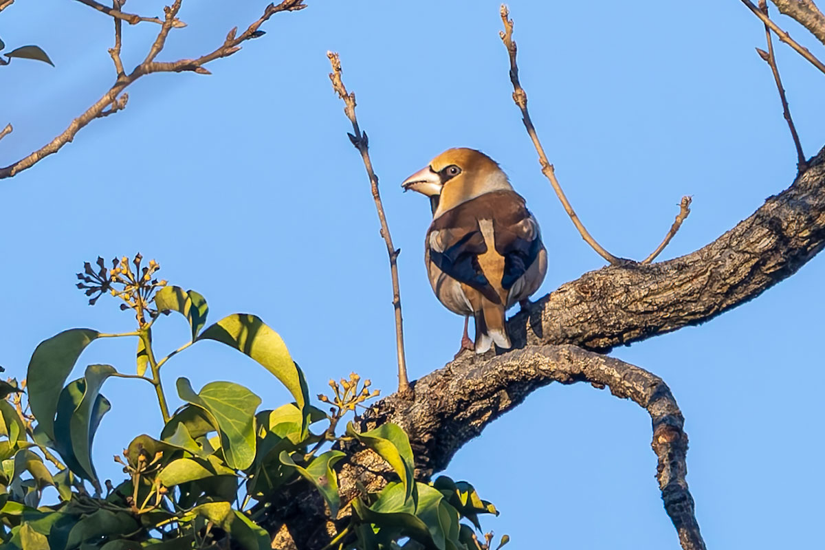 ホンダエアポートのシメ