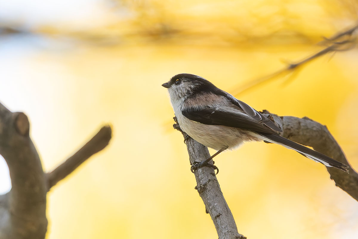 洗足池のエナガ