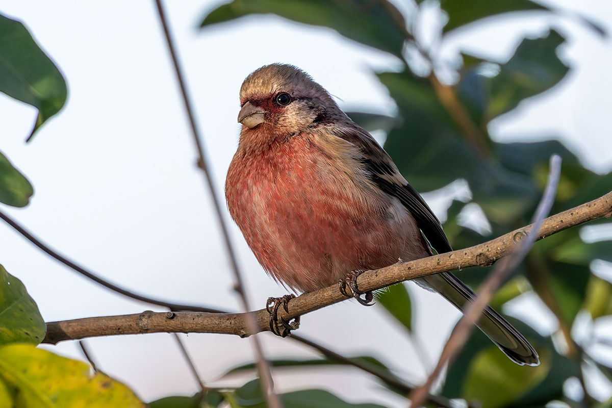 ふれあい松戸川のベニマシコ
