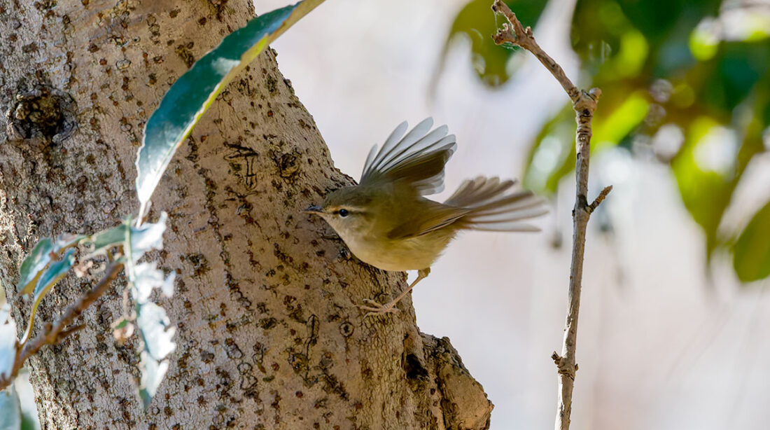 洗足池のウグイス