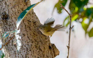 洗足池のウグイス