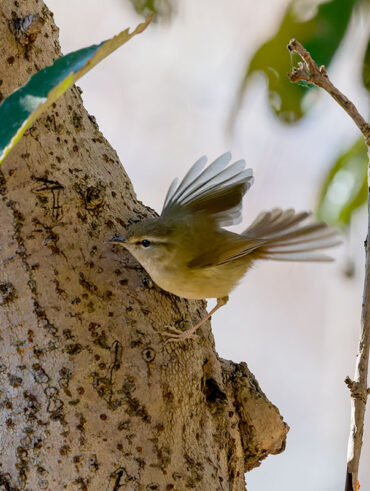 洗足池のウグイス