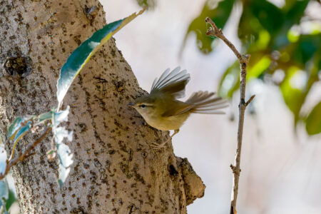 洗足池のウグイス