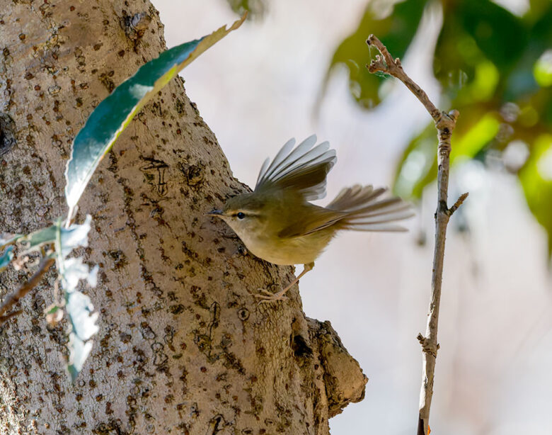 洗足池のウグイス