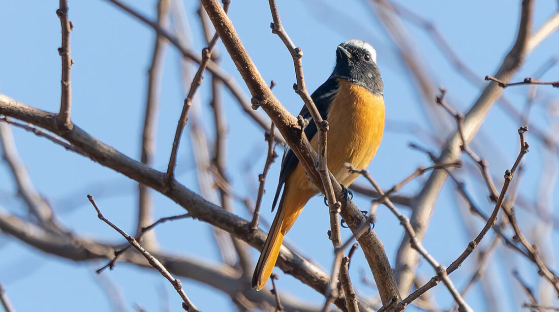 小池公園のジョウビタキ