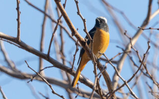 小池公園のジョウビタキ