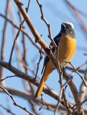 小池公園のジョウビタキ