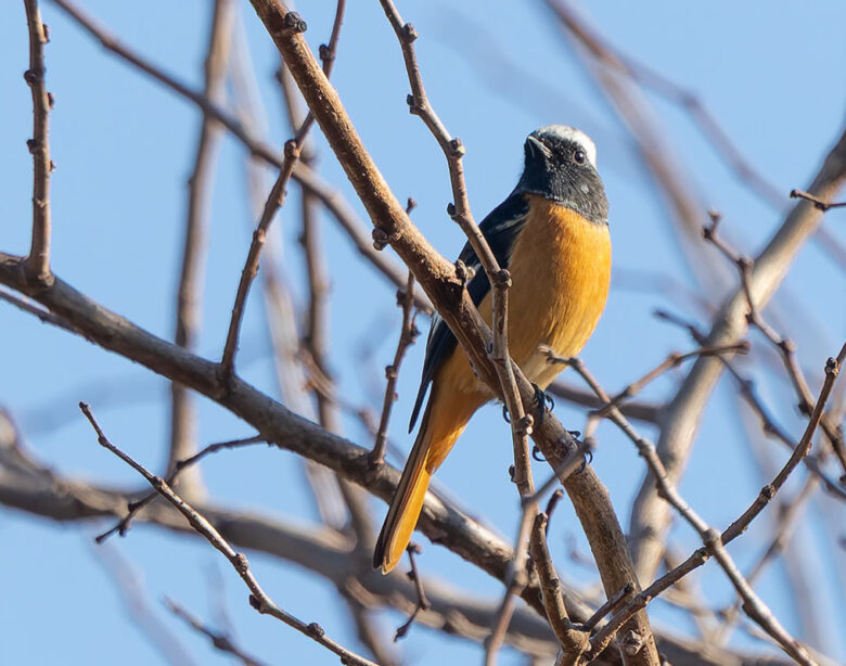 小池公園のジョウビタキ