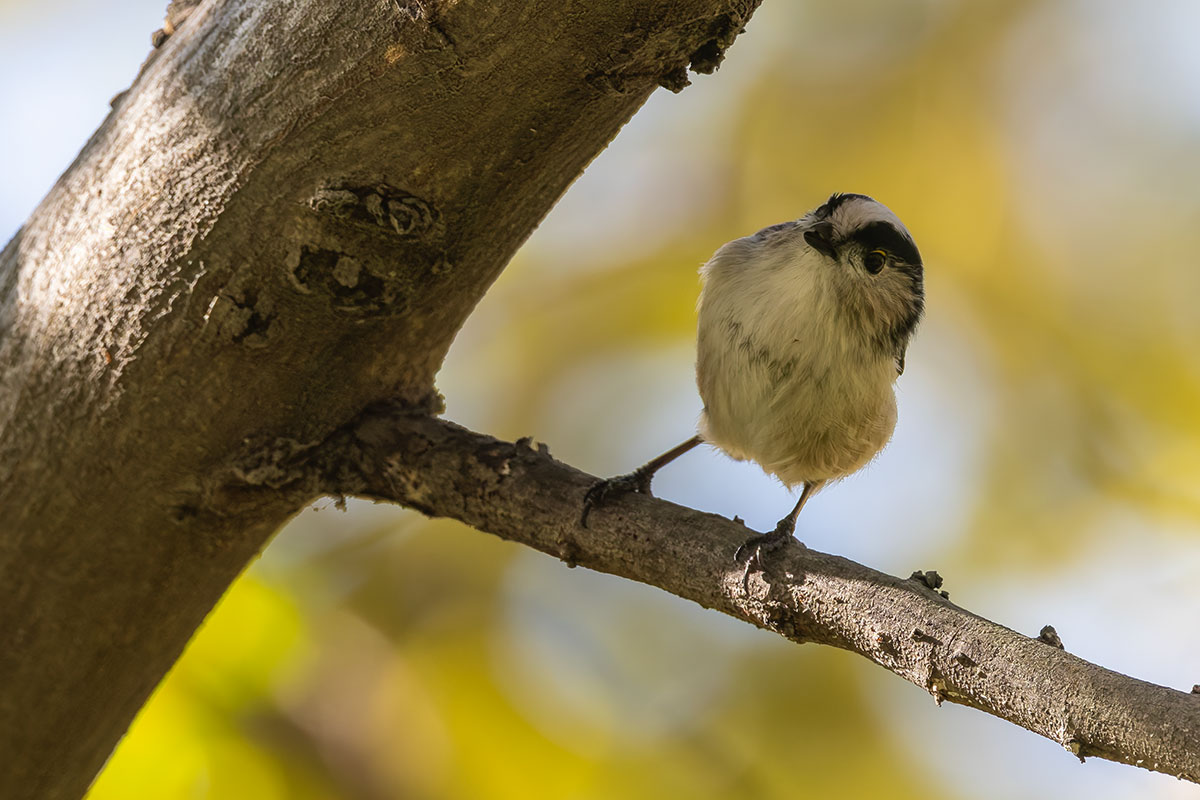 洗足池のエナガ