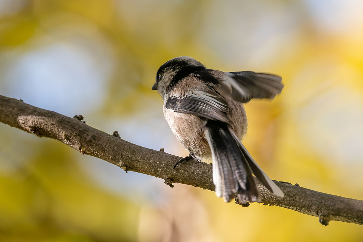 洗足池のエナガ