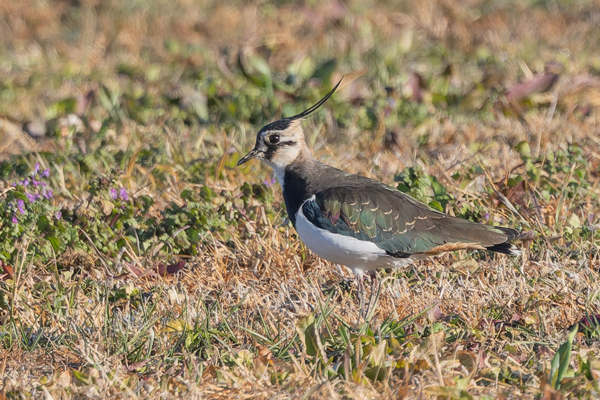 ホンダエアポートのタゲリ
