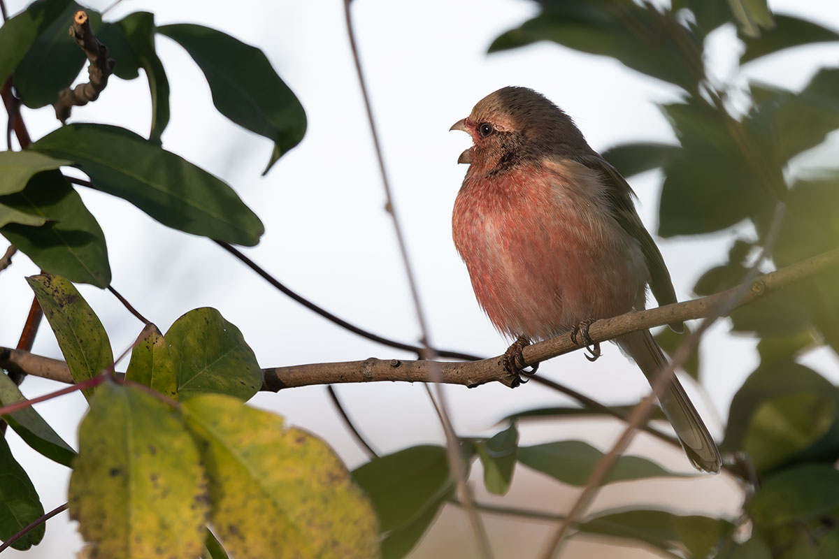 ふれあい松戸川のベニマシコ