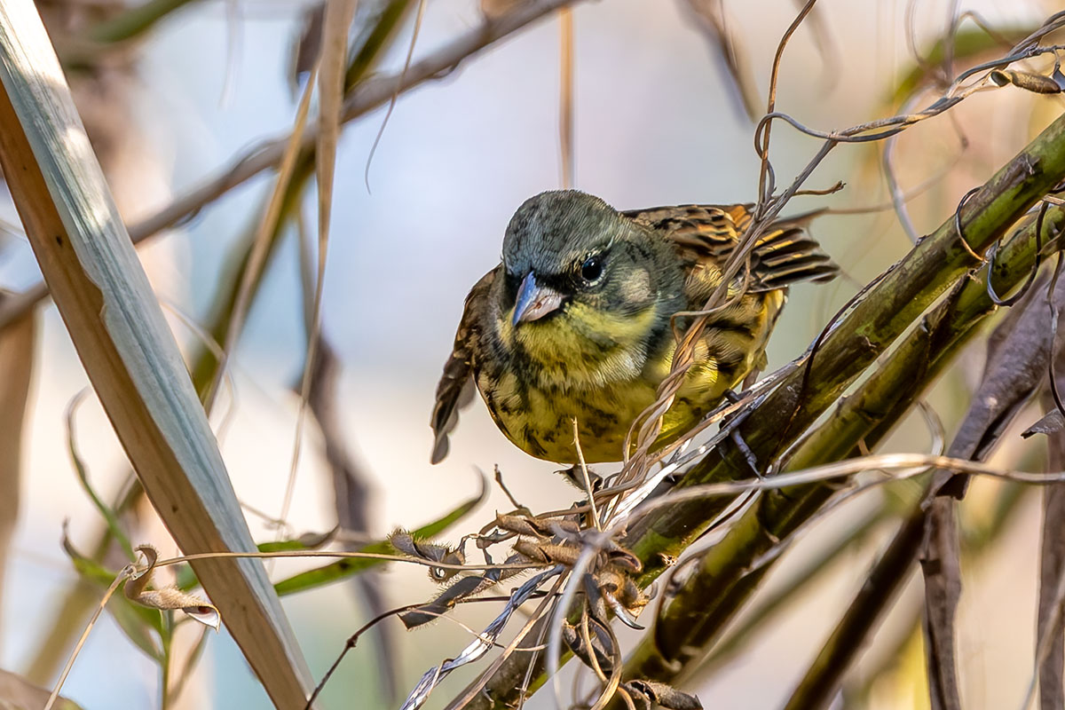 ふれあい松戸川のアオジ