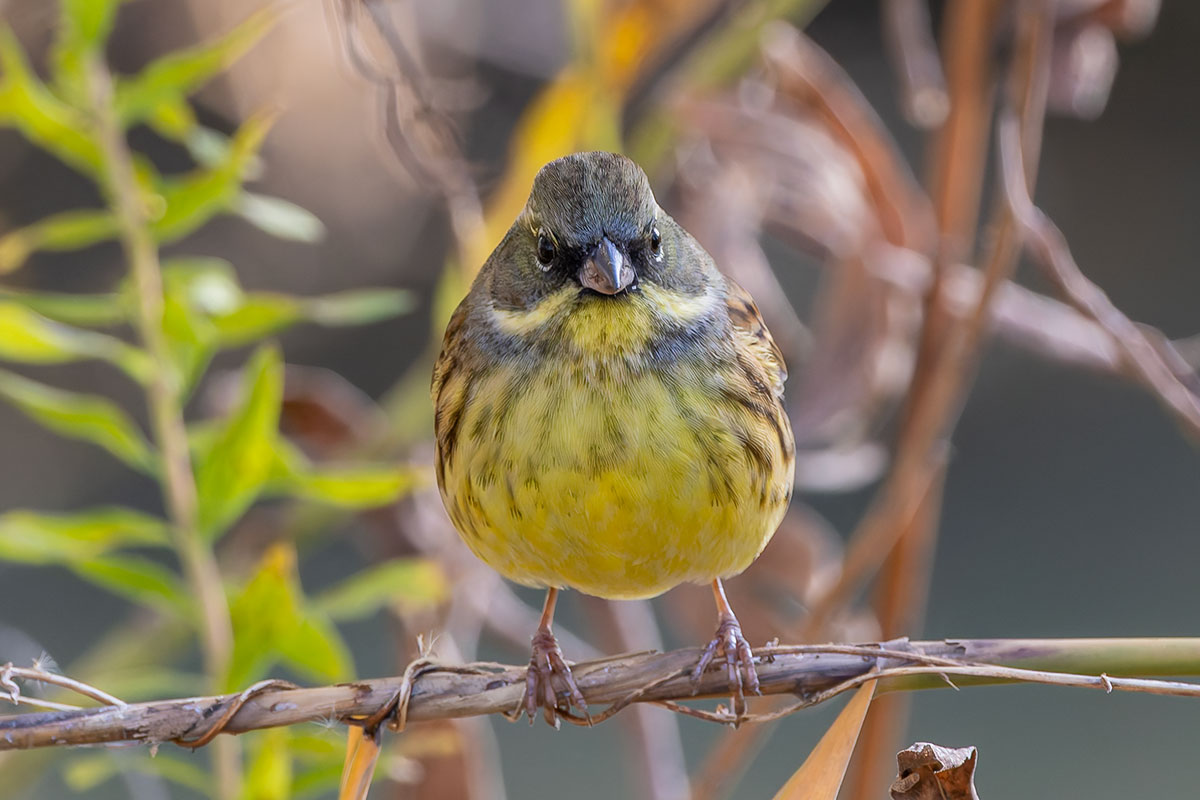 ふれあい松戸川のアオジ