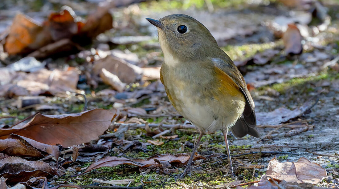 早戸川林道のルリビタキ