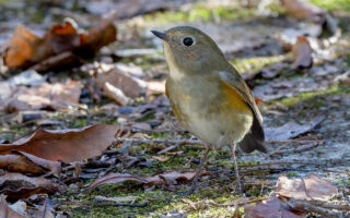 早戸川林道のルリビタキ