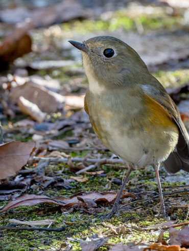 早戸川林道のルリビタキ