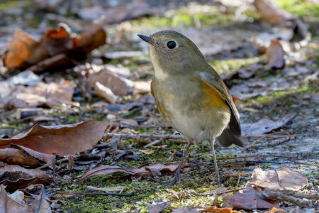 早戸川林道のルリビタキ