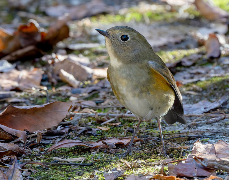早戸川林道のルリビタキ