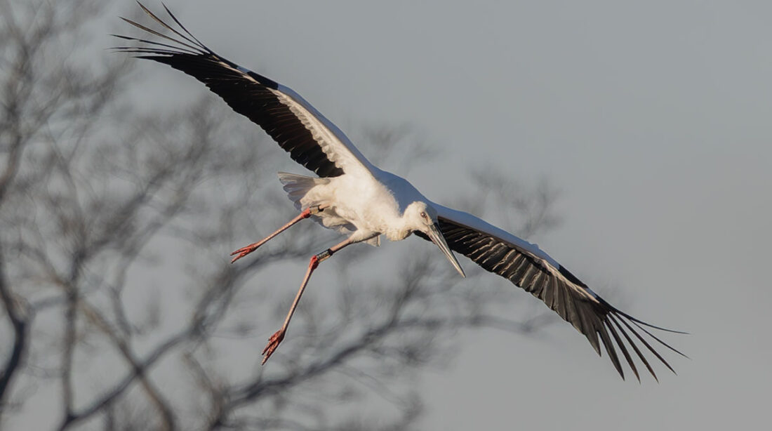 渡良瀬遊水地のコウノトリ