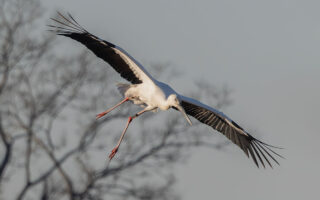 渡良瀬遊水地のコウノトリ