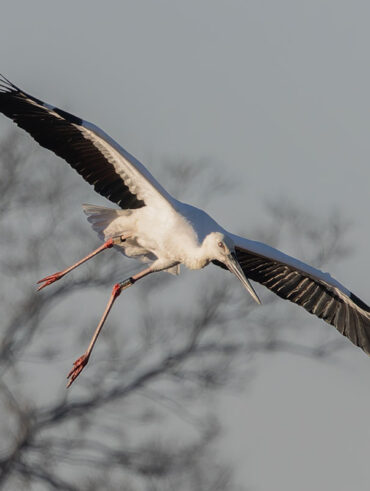 渡良瀬遊水地のコウノトリ