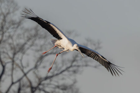 渡良瀬遊水地のコウノトリ