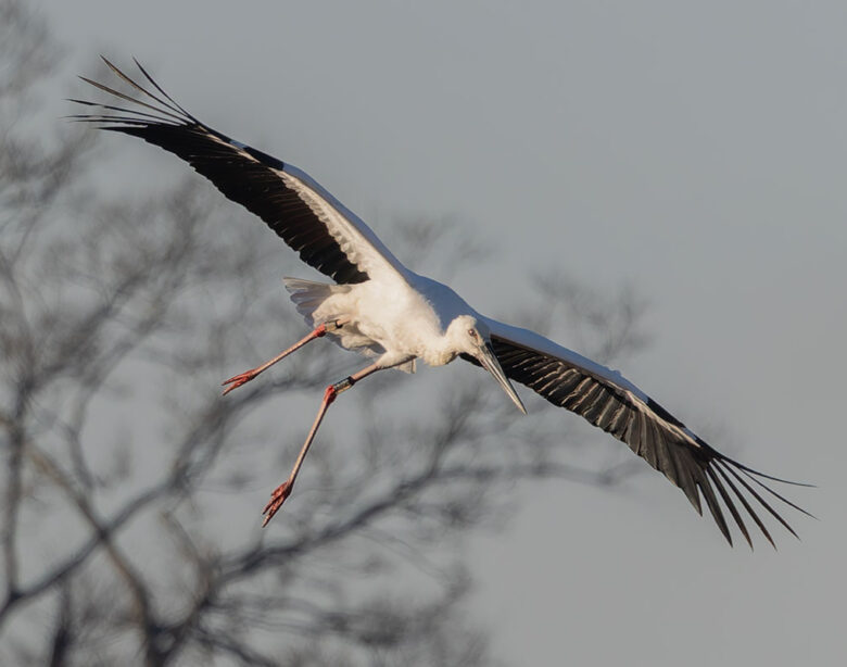 渡良瀬遊水地のコウノトリ