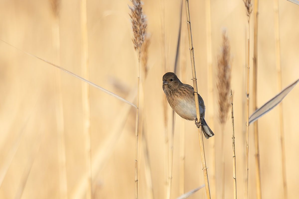 渡良瀬遊水地のベニマシコ