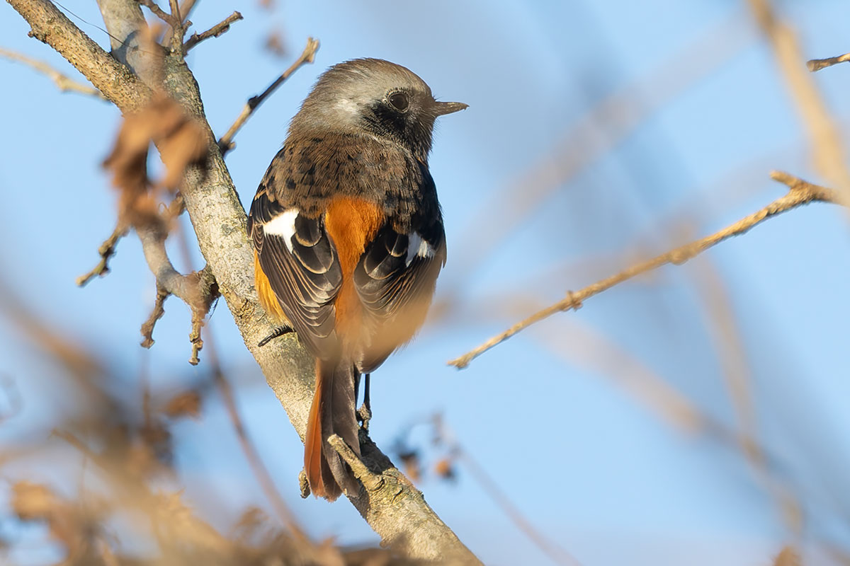 渡良瀬遊水地のジョウビタキ