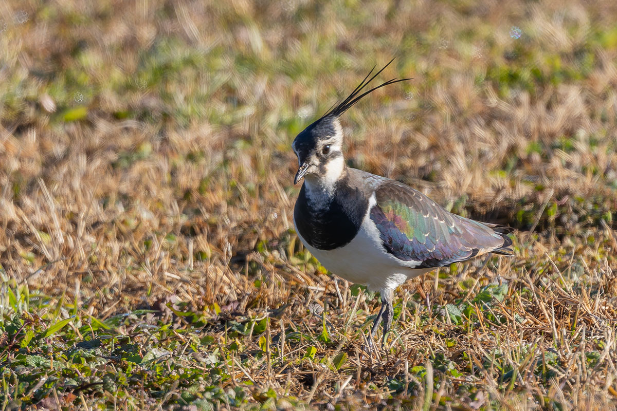 ホンダエアポートのタゲリ