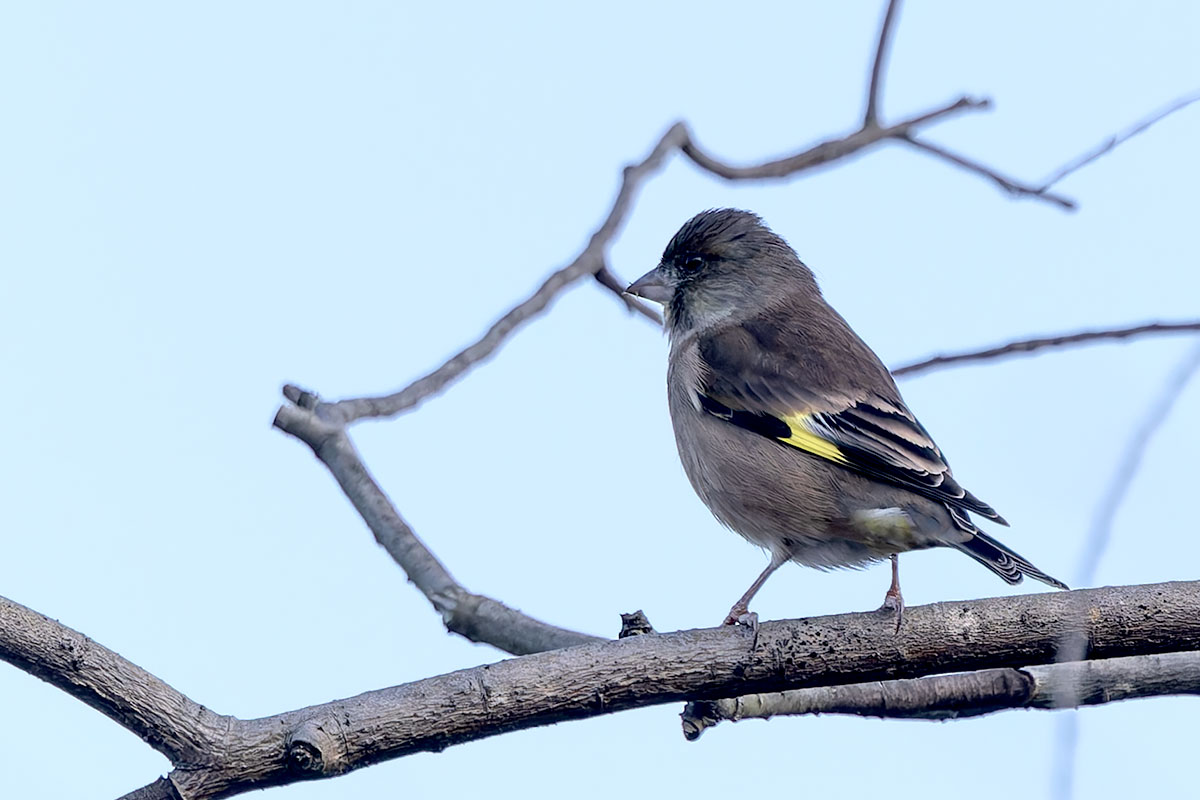 ふれあい松戸川のカワラヒワ