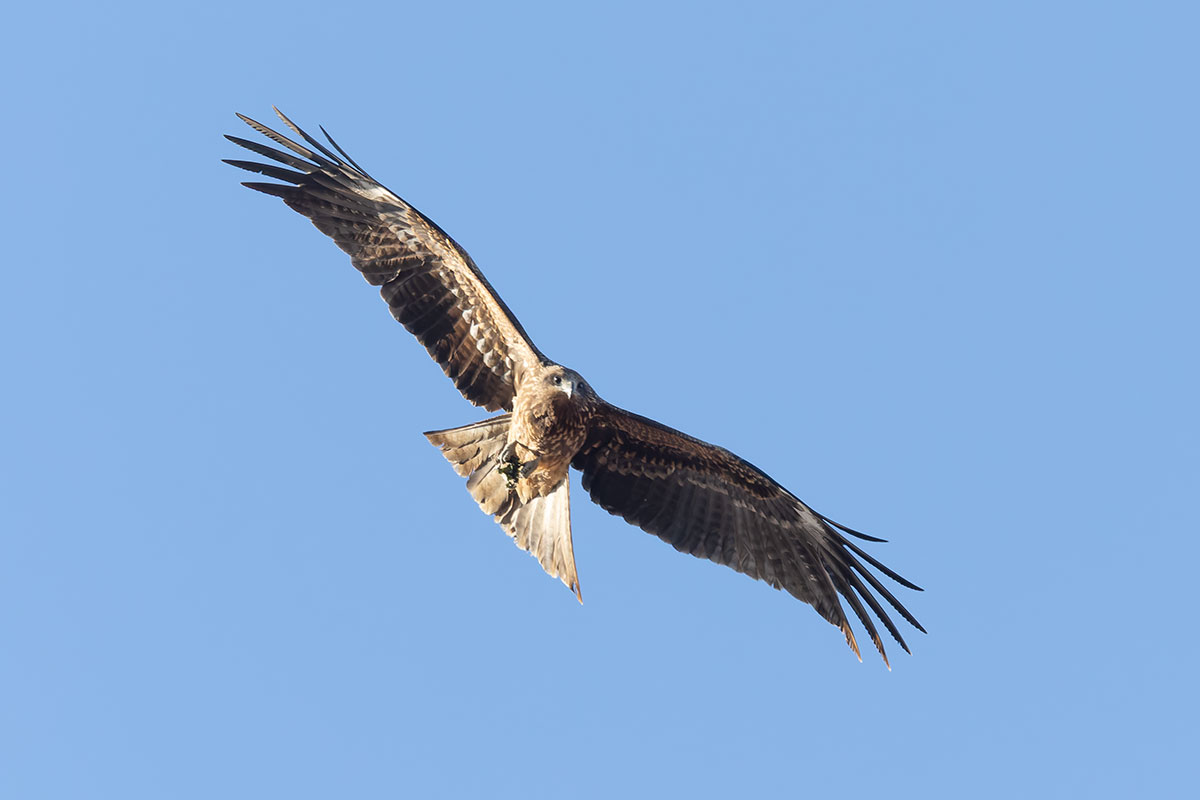 渡良瀬遊水地のトビ