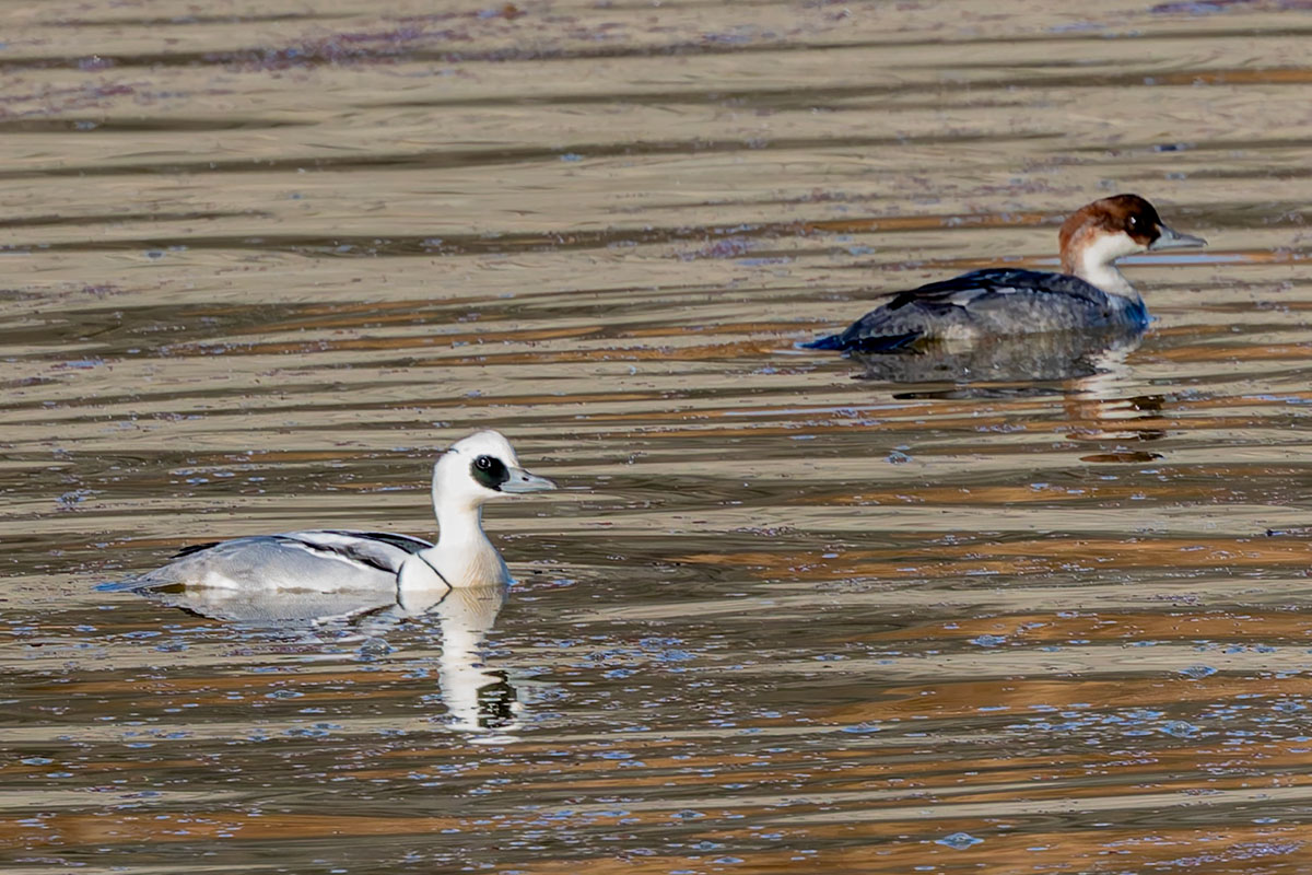 渡良瀬遊水地のミコアイサ