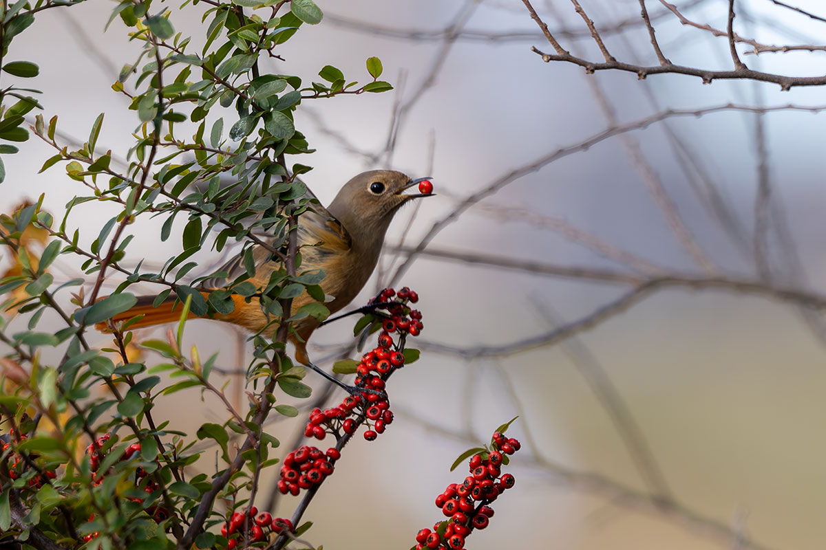 ふれあい松戸川のジョウビタキ