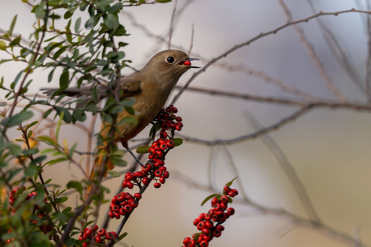 ふれあい松戸川のジョウビタキ