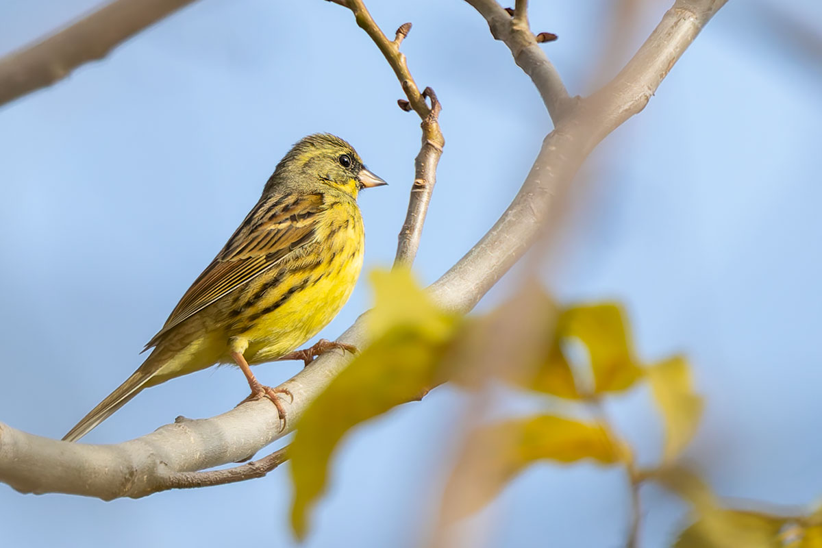 ふれあい松戸川のアオジ