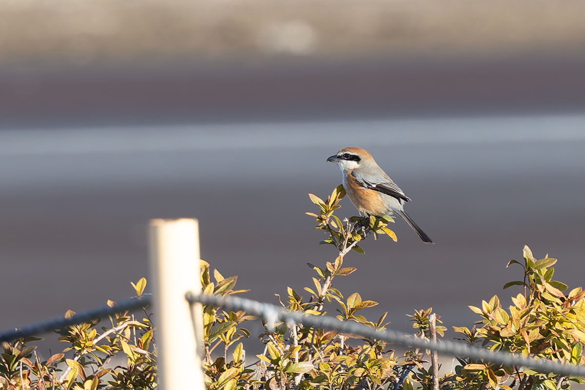 ホンダエアポートのモズ