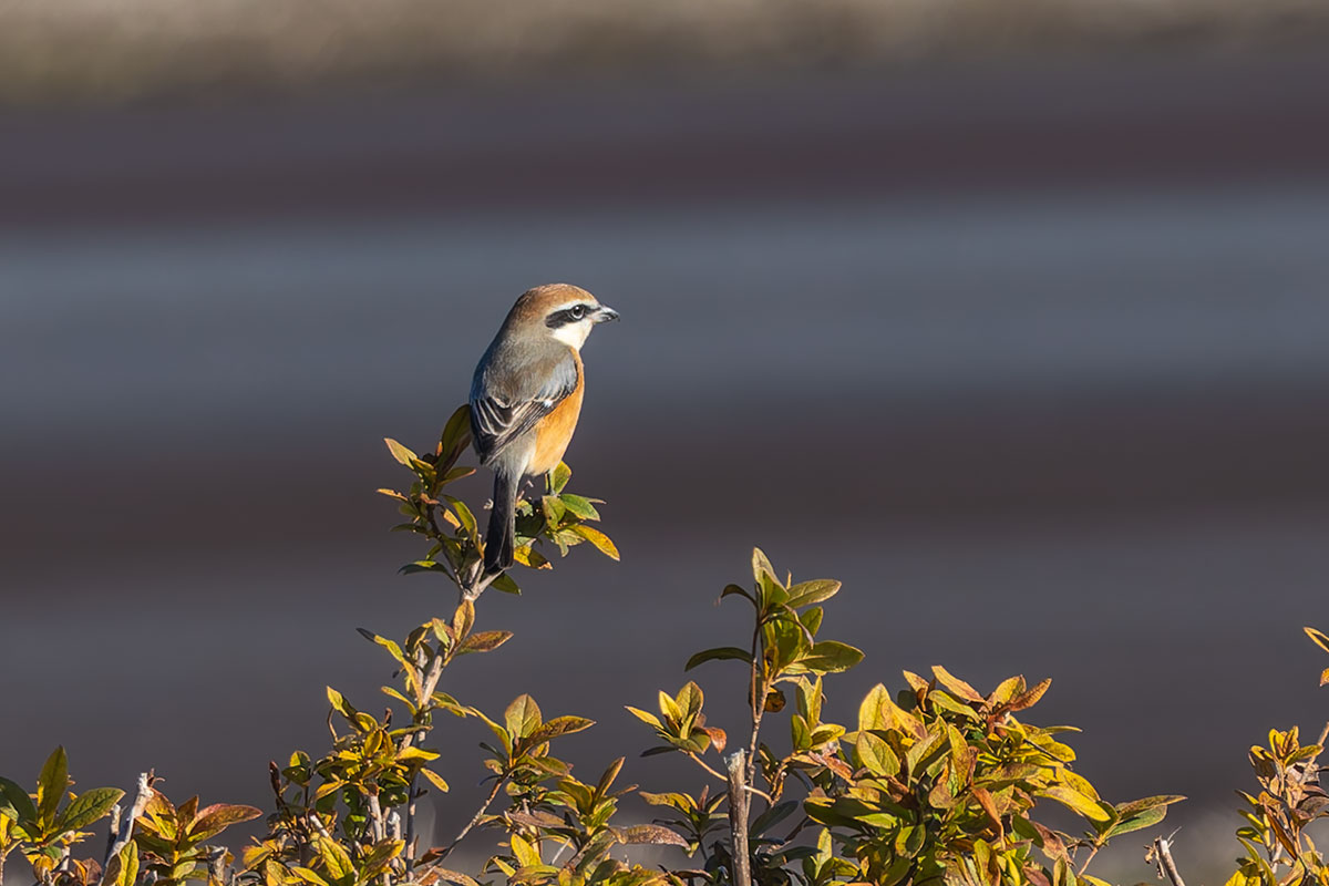 ホンダエアポートのモズ