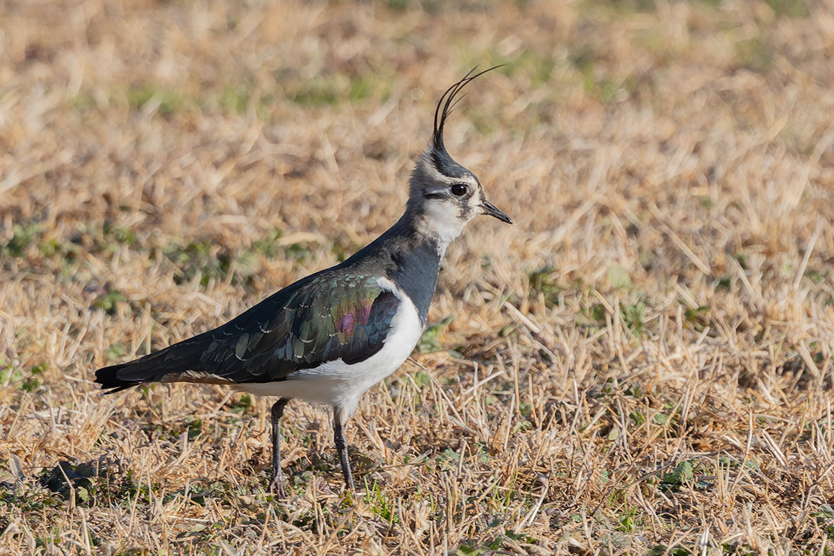 ホンダエアポートのタゲリ