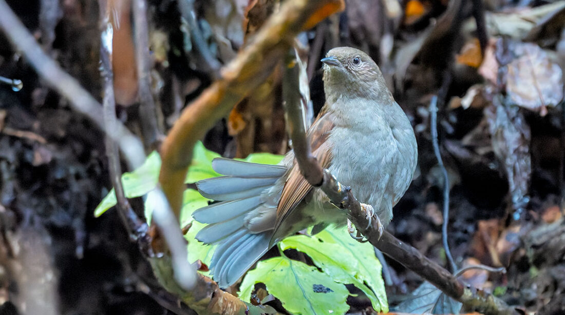 早戸川林道のカヤクグリ