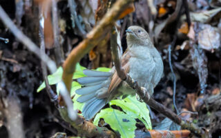 早戸川林道のカヤクグリ