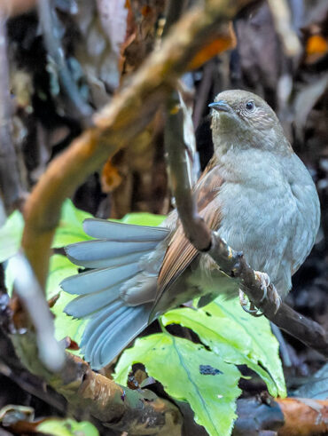 早戸川林道のカヤクグリ