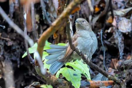 早戸川林道のカヤクグリ