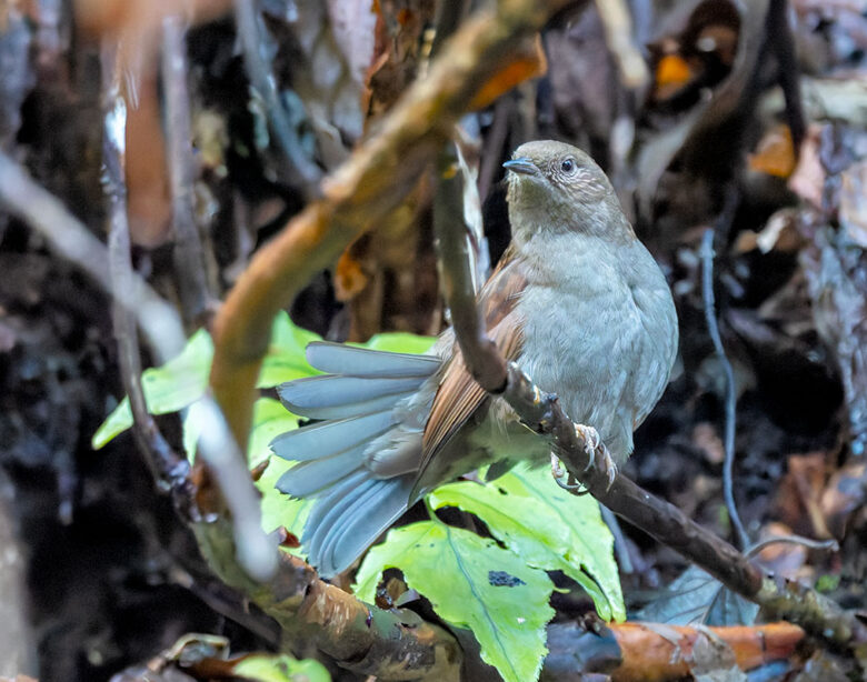 早戸川林道のカヤクグリ