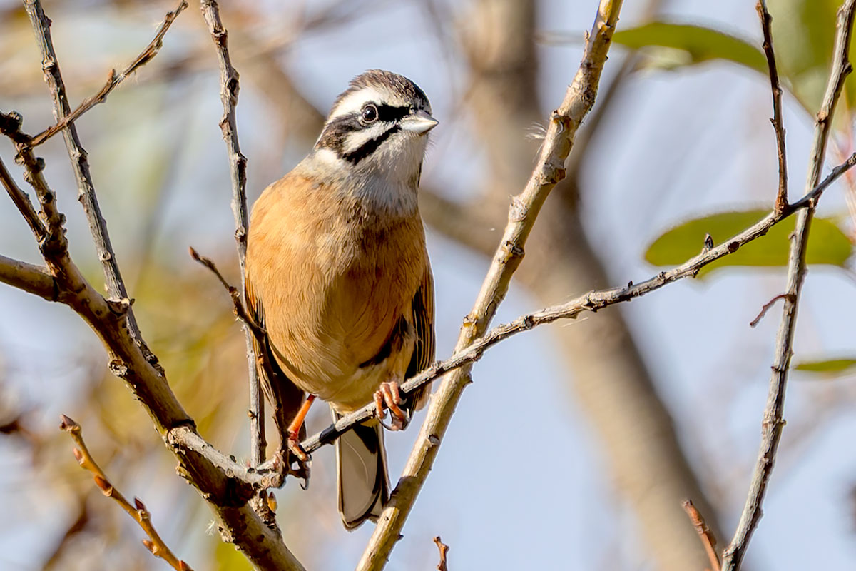 ふれあい松戸川のホオジロ