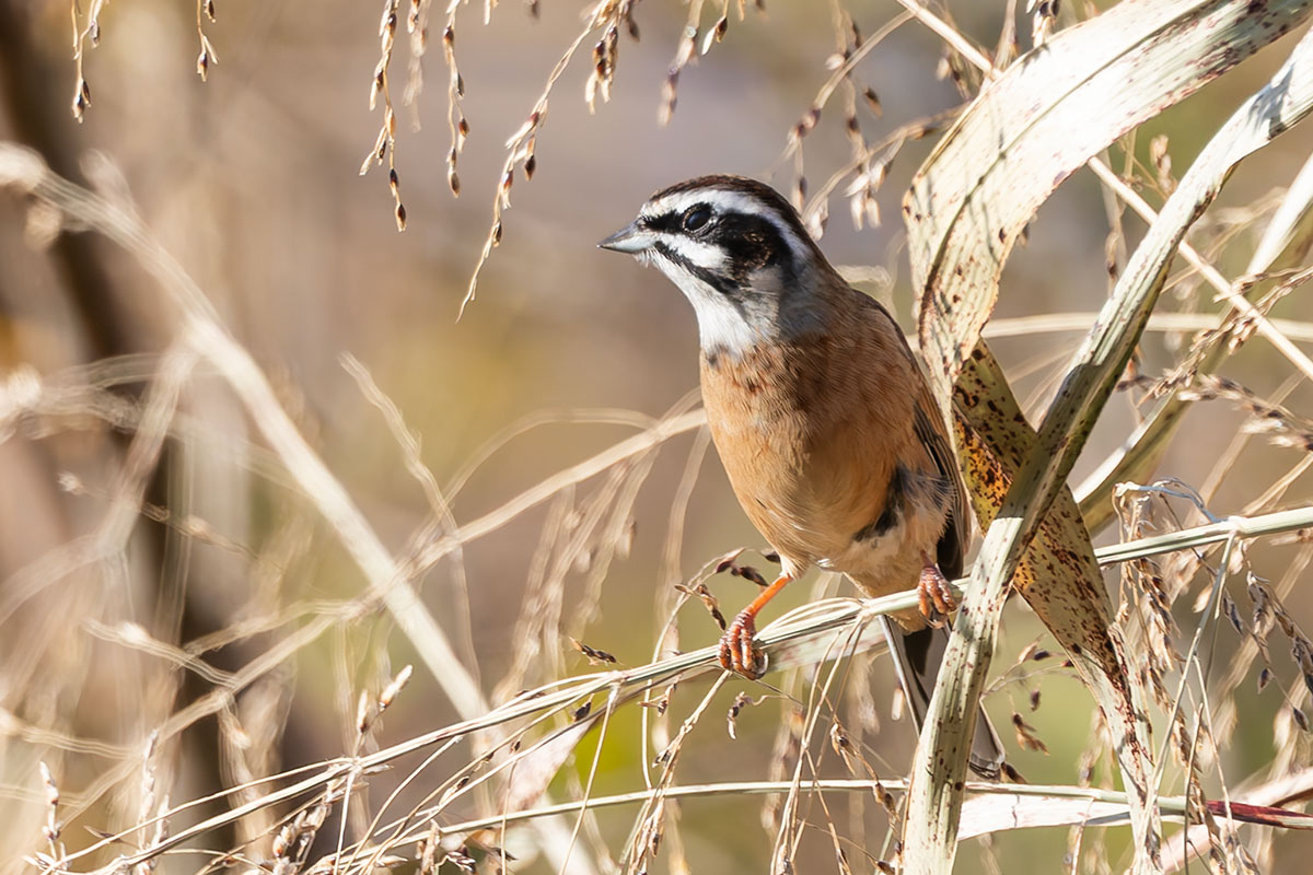 ふれあい松戸川のホオジロ