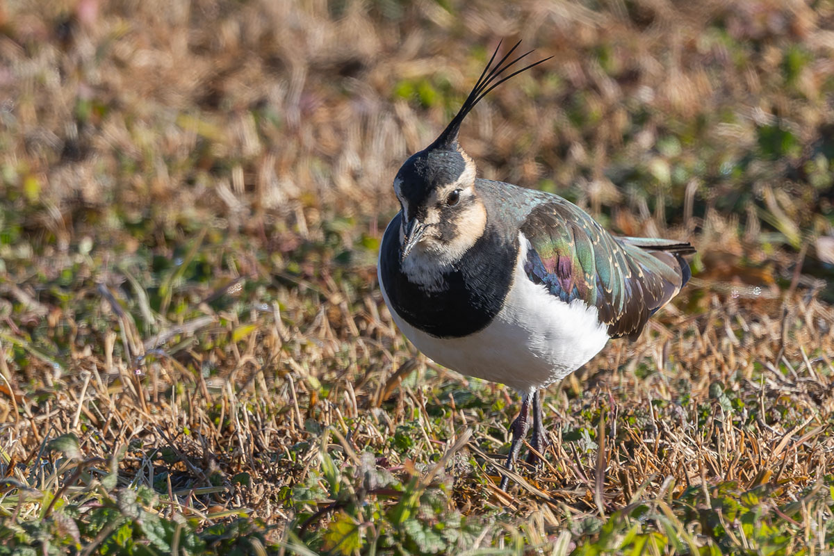 ホンダエアポートのタゲリ